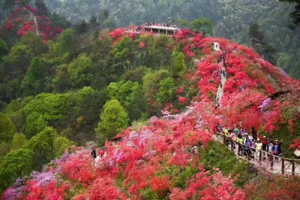天峡映山红